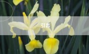 引言